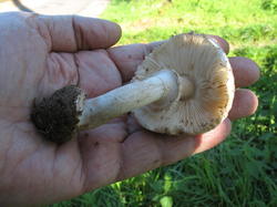 Chlorophyllum_brunneum_4_AWP_20131031.thumb.JPG.b5e7538a621e69c6b371edb6ee5fe196.JPG