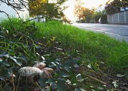 Chlorophyllum_brunneum_5_AWP_20131024.thumb.JPG.a321f21e1e935c8c89c2b5a310bbfb4a.JPG