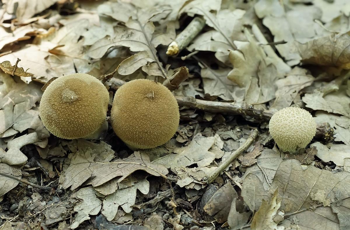 Грибы растущие в краснодарском крае. Съедобные грибы Краснодарского края. Съедобные грибы Адыгеи. Съедобные грибы осенние Адыгеи. Полевые грибы Кубани.