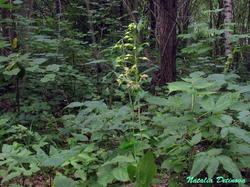 Epipactis_helleborine_NND_20190707-2.thumb.JPG.3f8517fde516c9bddfe5b2e8a3fce5ff.JPG