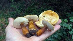 Gyroporus_castaneus_2_AWP_20170814.thumb.JPG.37b5a5443cb75709c5818eea84f2bf7c.JPG