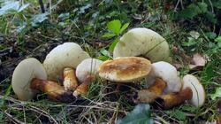 Gyroporus_castaneus_AWP_20170814.thumb.JPG.ec808aecfcc51fac101490b23273eac1.JPG