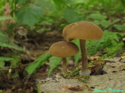 Simocybe_centunculus_NND_20190706-1.thumb.JPG.f05da471944e5528483ee66b66cccd98.JPG