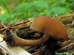 Simocybe_centunculus_NND_20190706-3.thumb.JPG.db2554af24ca90a438725fcaeecbe5e7.JPG