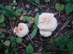 DSC01984.thumb.JPG.34661b26b98a4bed8bd152bfb5dcca01.JPG