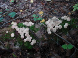 DSC01986.thumb.JPG.7a6ffdfbaf8432ee588174c278c53020.JPG