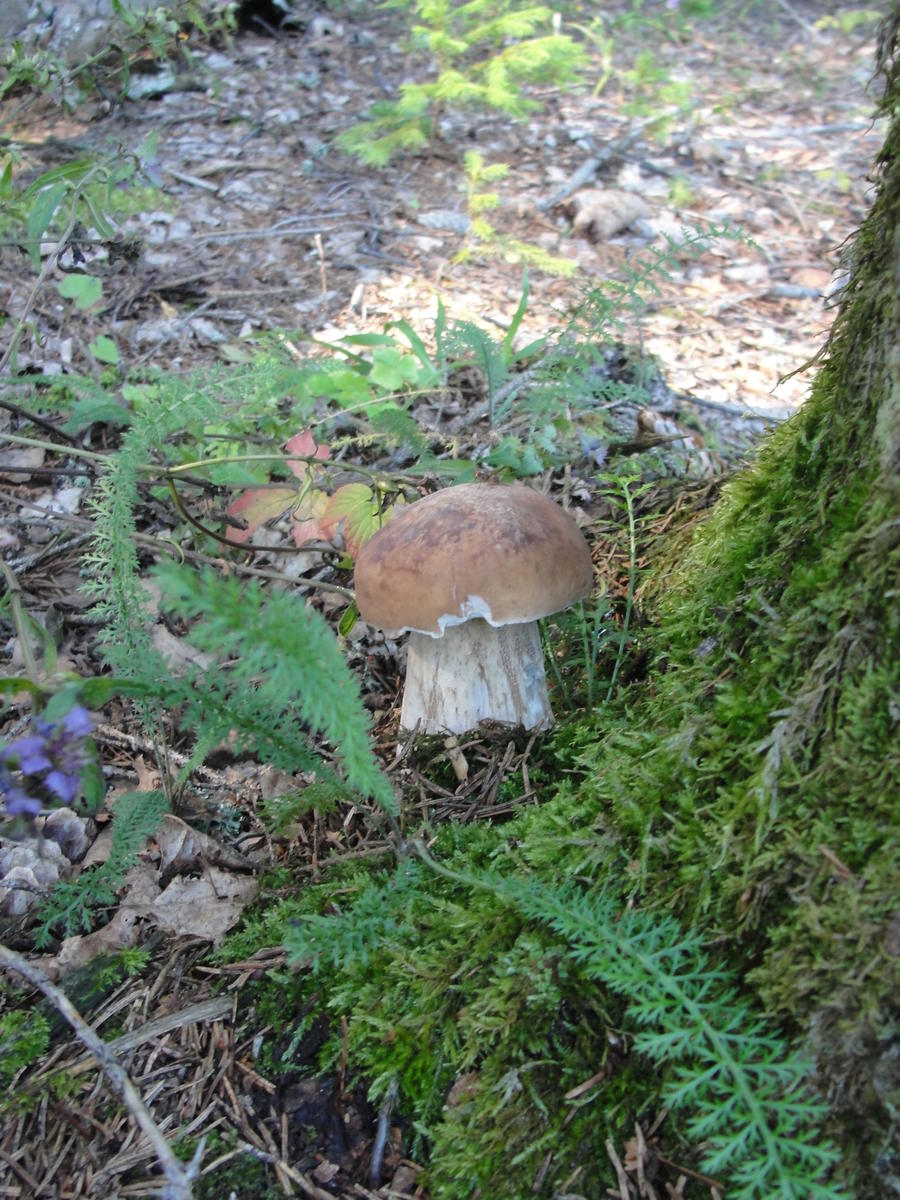Маховик грибы Смоленская область