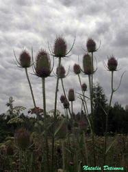 Dipsacus_fullonum_NND_20190802-7.thumb.jpg.1bb7c112c9387fe78417e5752792a119.jpg