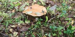 IMG_20190819_140523.thumb.jpg.568bea268639a498d5f8a7745516ece4.jpg
