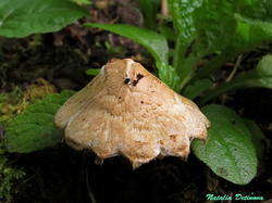 Inocybe_appendiculata_NND_20190808-3.thumb.JPG.f0e77fba5e029c9fea48037926e75ef9.JPG