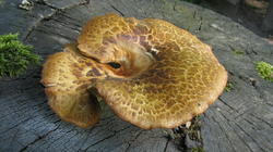 Polyporus_tuberaster.thumb.JPG.2b7e2b06ce58ce863a3f0ae88744852e.JPG