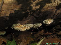 Pycnoporellus_alboluteus_NND_20190803-2.thumb.JPG.e022881aa01ebde20a542b8d061ac17d.JPG