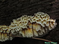 Pycnoporellus_alboluteus_NND_20190803-3.thumb.JPG.50533fd0c03ca5e222cda294b199ad6f.JPG