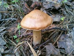 №552 Cortinarius 190819 ель (2).jpg