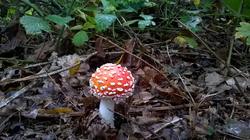 57.thumb.jpg.3a6d505ea262d018eea84c8693e63482.jpg