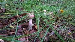 58.thumb.jpg.539a10255ef8fa6c340c8a28f42ca9ac.jpg