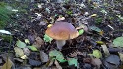 73.thumb.jpg.e4656e4809a8ef38d742d2267c29c1c5.jpg