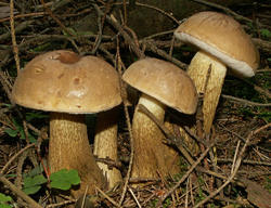 Желчный гриб Tylopilus felleus-Ложный белый гриб.jpg