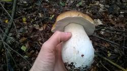 79.thumb.jpg.1b546df1e154c1f577f995f0019d3ac2.jpg
