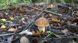 83.thumb.jpg.4596b1a327f6a61f941ee48d0efc9f77.jpg