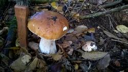 86.thumb.jpg.3f4ed81e7055cb87ec677dde0528d898.jpg
