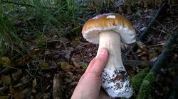 87.thumb.jpg.14c78b8ace68487ef58fdb4f368344fd.jpg