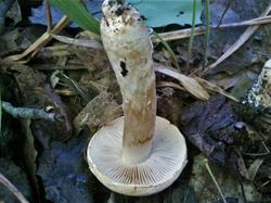 №485 Cortinarius argutus 190815 осина липа клен (5).jpg