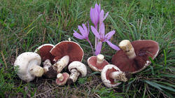 Agaricus_campestris_bisporus_2_AWP_20190928.thumb.JPG.6ca692311425cebe2b7411d13c12ed59.JPG