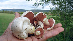 Agaricus_campestris_bisporus_AWP_20190928.thumb.JPG.da761dfbb301a2050cdd1a5486d749a7.JPG