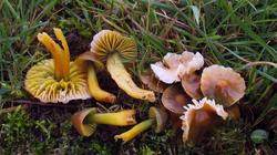 Hygrocybe_psittacina_AWP_20171117.thumb.JPG.e2c3fde675ba97bb61bb1c8cf239289c.JPG