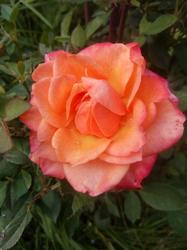 IMG_20190901_135724.thumb.jpg.4b5dcb4eebb23bb847c6c7e65c51edf2.jpg