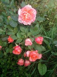 IMG_20190901_135746.thumb.jpg.0bbd9c0aa99b129cd15906d0b228c8d3.jpg