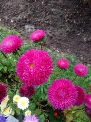IMG_20190901_135809.thumb.jpg.c169dae5b991850a4cd90e8e4e988abb.jpg