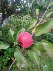 IMG_20190901_135859.thumb.jpg.b8bb2851f0a4d331a70e2e9650111e05.jpg