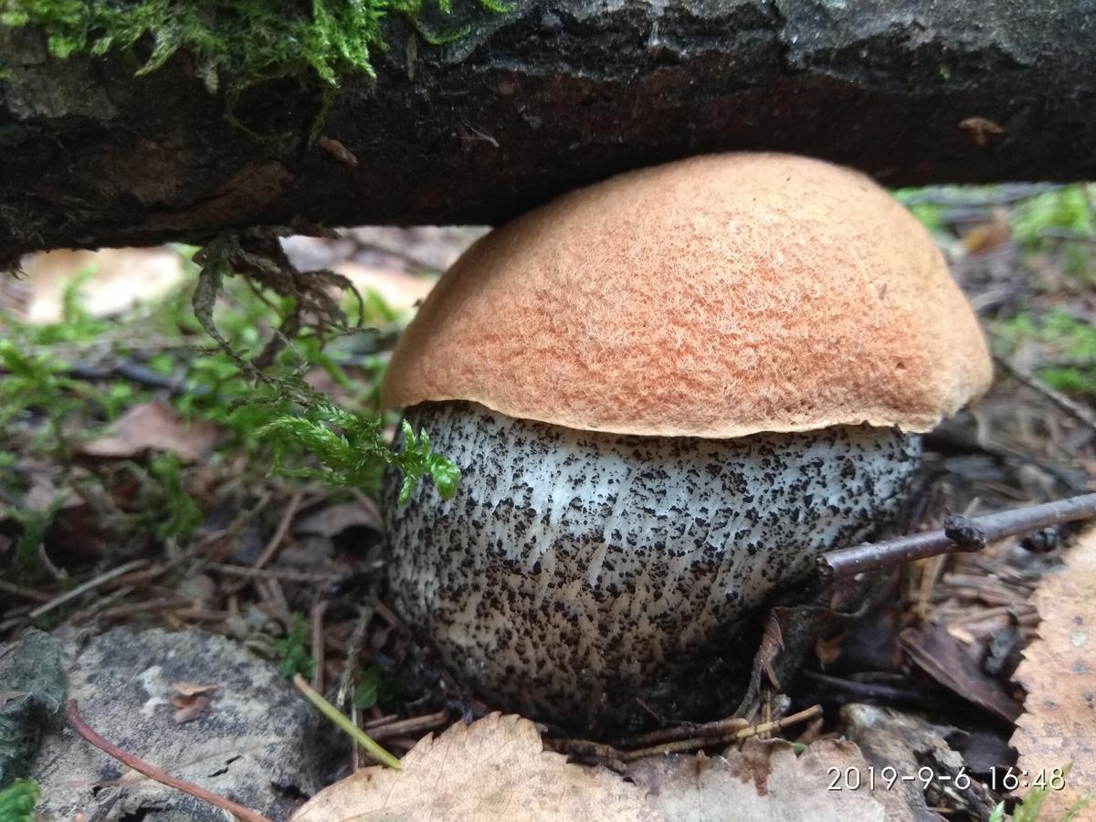 съедобные грибы тверской области фото