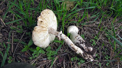 Leucoagaricus_barssii_3_AWP_20190928.thumb.JPG.cb1bd993c2c9dfb60a52a0dfd08125e2.JPG