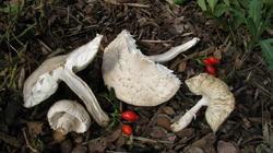 Leucoagaricus_barssii_AWP_20190929.thumb.JPG.efdfaa7ea472ef709ad75b7297e87c09.JPG