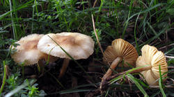 Marasmius_oreades_AWP_20190928.thumb.JPG.1e114cd03d52f7e46c4363fbc475a58b.JPG