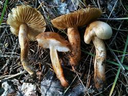 №445 Inocybe 190808 ель (3).jpg