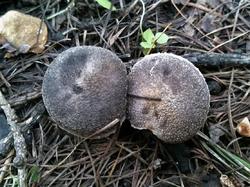 Tricholoma 190810 лиственница (2).jpg