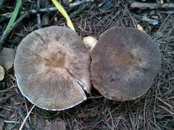 Tricholoma 190810 лиственница (1).jpg