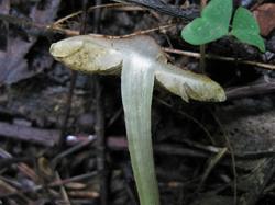 №339 Inocybe sindonia hirtella 190723 липа вяз лещина (7).JPG