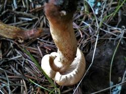 №445 Inocybe 190808 ель (5).jpg