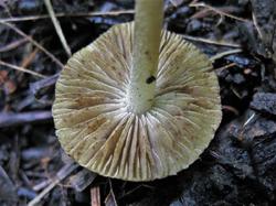 №339 Inocybe sindonia hirtella 190723 липа вяз лещина (6).JPG