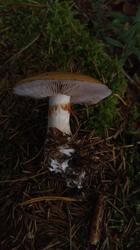 20191008_094031.thumb.jpg.b5e2c1eee00dfcf8926272f0a8652f45.jpg