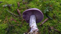 20191011_093635.thumb.jpg.4c45e18955a18b8b341bb53f3b9940ad.jpg