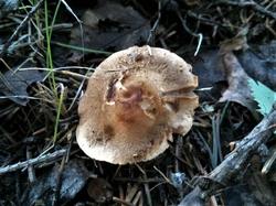 №445 Inocybe 190808 ель (2).jpg