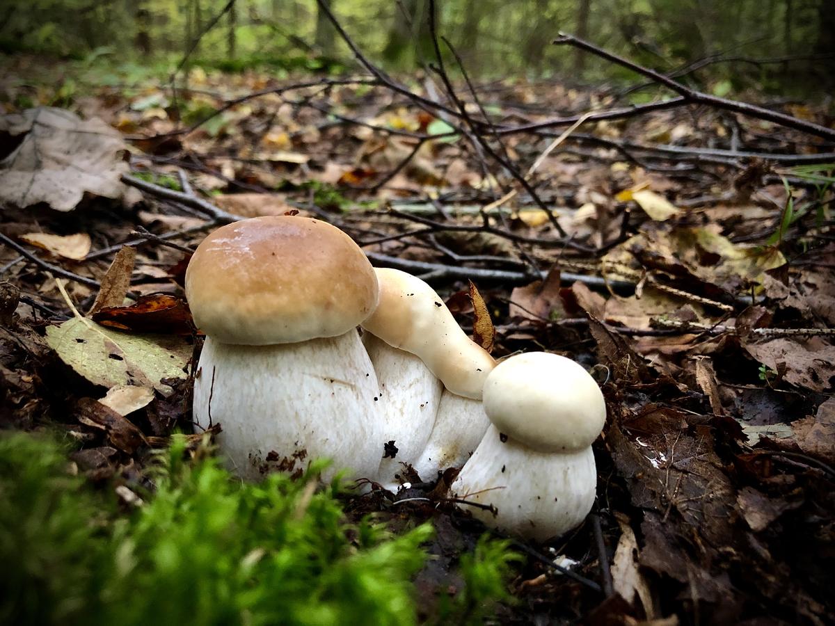 Белые грибы Калининградская область