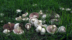 Agaricus_arvensis_3_AWP_20191007.thumb.JPG.7f96fc8f86f10f949ecbb9d27a60aff5.JPG