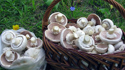 Agaricus_arvensis_4_AWP_20191007.thumb.JPG.f5dff4fcc109ab1553c79a5bd0489841.JPG